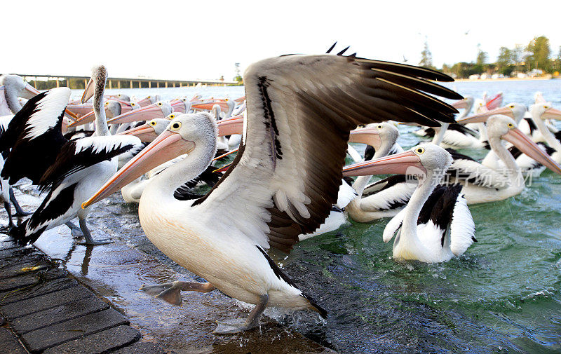 鹈鹕(Pelecanus conspicillatus)